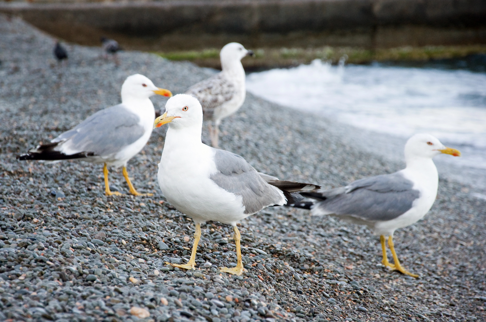 Veličastni galebi v obmorskih mestih